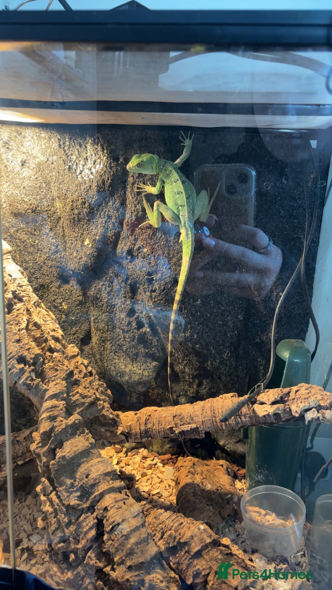 Lizard reptiles for sale: Female Basilisk lizard and full setup  - Image 3