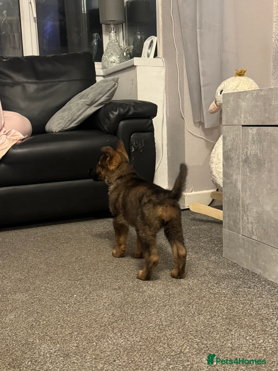 German Shepherd dogs for stud: Simba in Doncaster - Advert 25