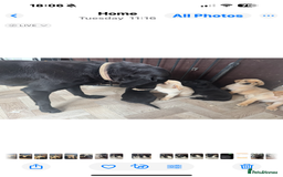 Labrador Retriever dogs for sale: Well bred Labrador puppies - Image 6