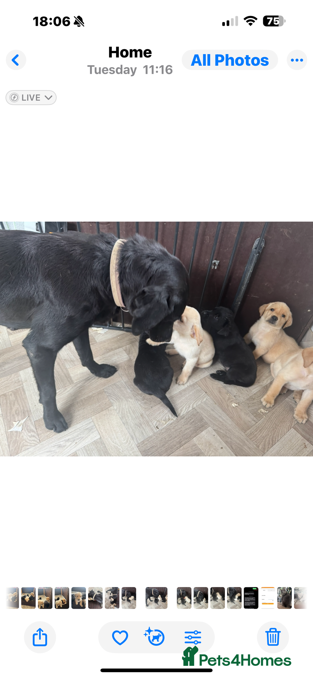 Labrador Retriever dogs for sale: Well bred Labrador puppies - Image 6
