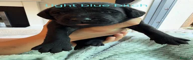 Blue bitch