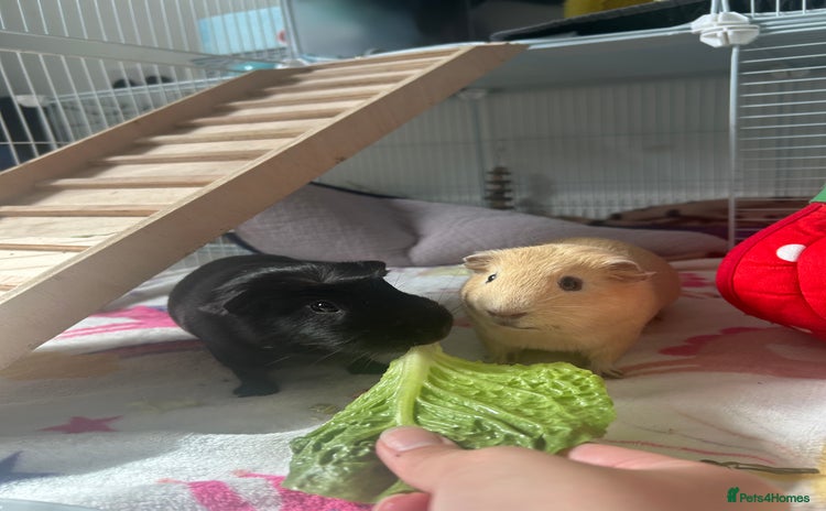 Guinea Pig rodents - Advert 1