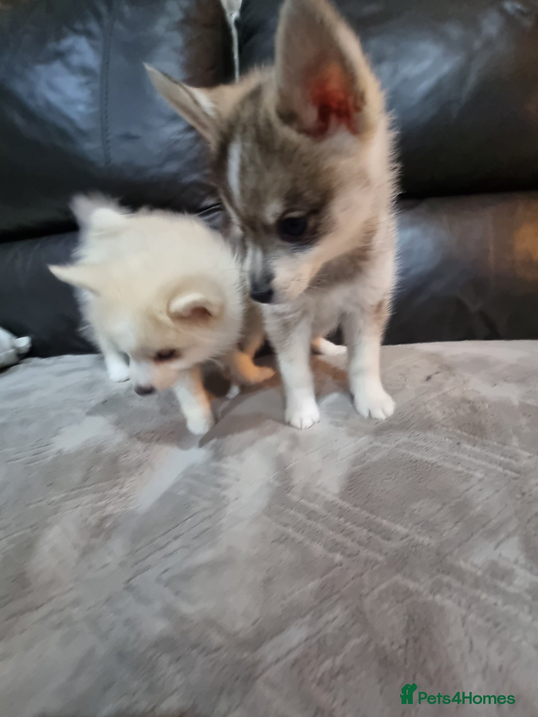Pomsky dogs for stud: Stunning Proven F1 Wolf Grey Pomsky For Stud in Cambridge - Advert 10