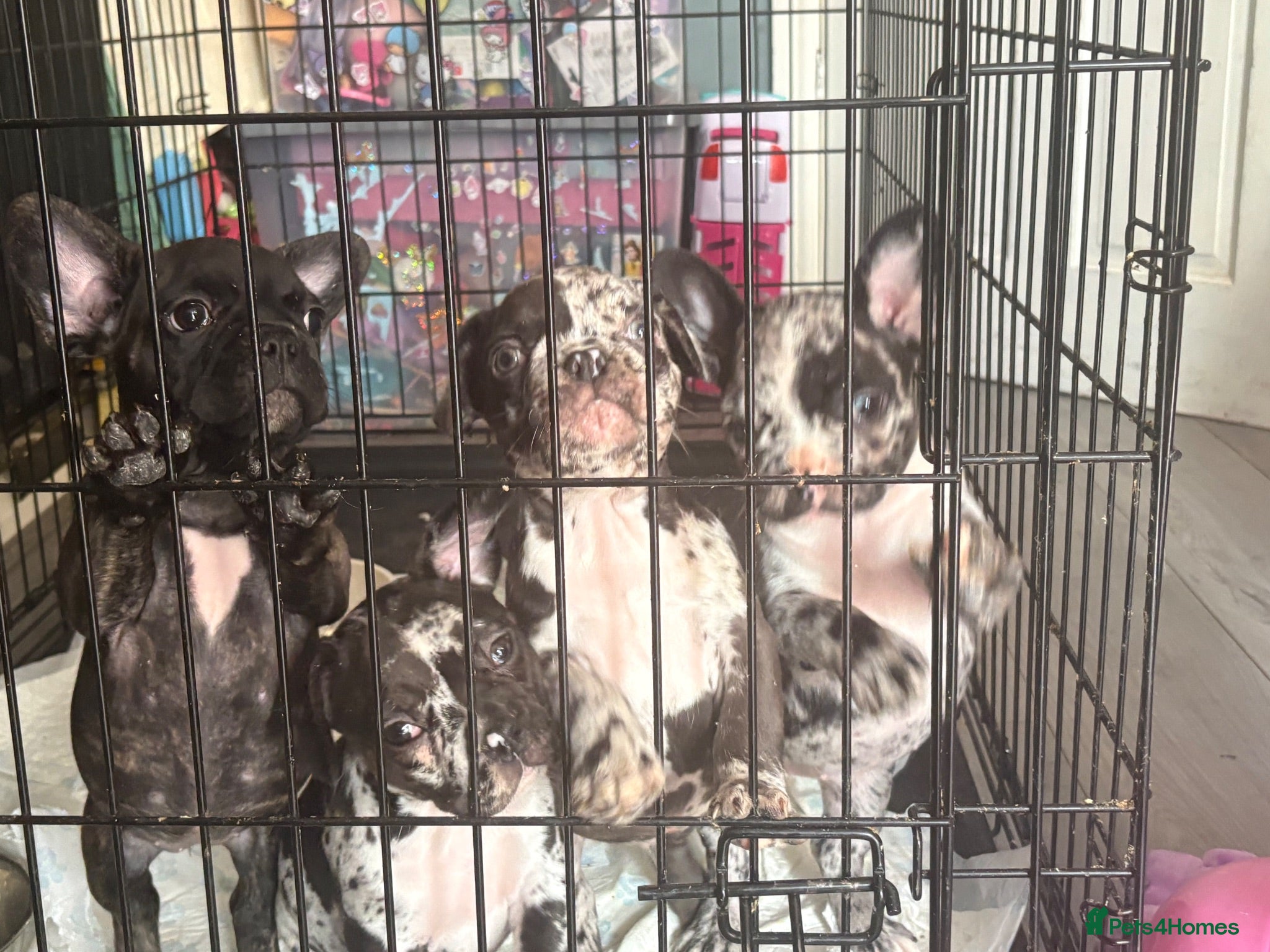 French Bulldog dogs REDUCED!! 3 Merle French bulldog puppies  - Advert 9