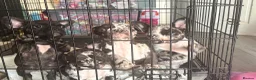 French Bulldog dogs for sale: REDUCED!! 3 Merle French bulldog puppies  - Advert 1