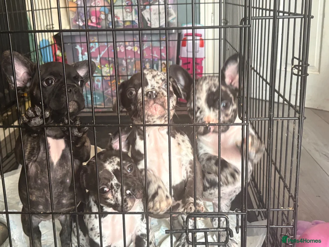 French Bulldog dogs for sale: REDUCED!! 3 Merle French bulldog puppies  - Advert 1