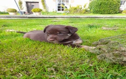 Mixed Breed dogs for sale: 3 female pups Border collie × Kelpie  - Image 9