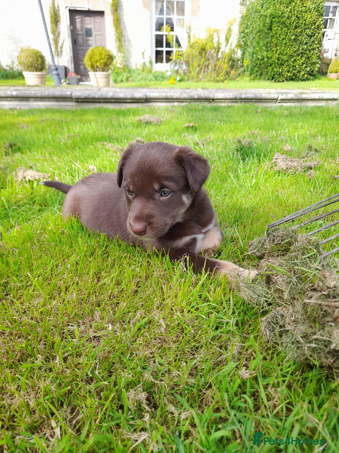 Mixed Breed dogs for sale: 3 female pups Border collie × Kelpie  - Image 9