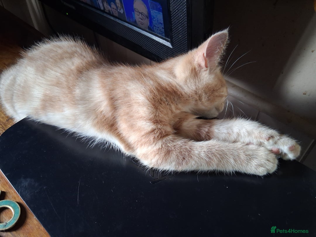 Mixed Breed cats for sale: Charming Cheeky Chunky  Bengal X Kittens. - Image 22