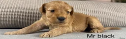 Double Doodle dogs for sale: A REALLY EXCITING MIX OF BREEDS. GORGEOUS!!! - Advert 27