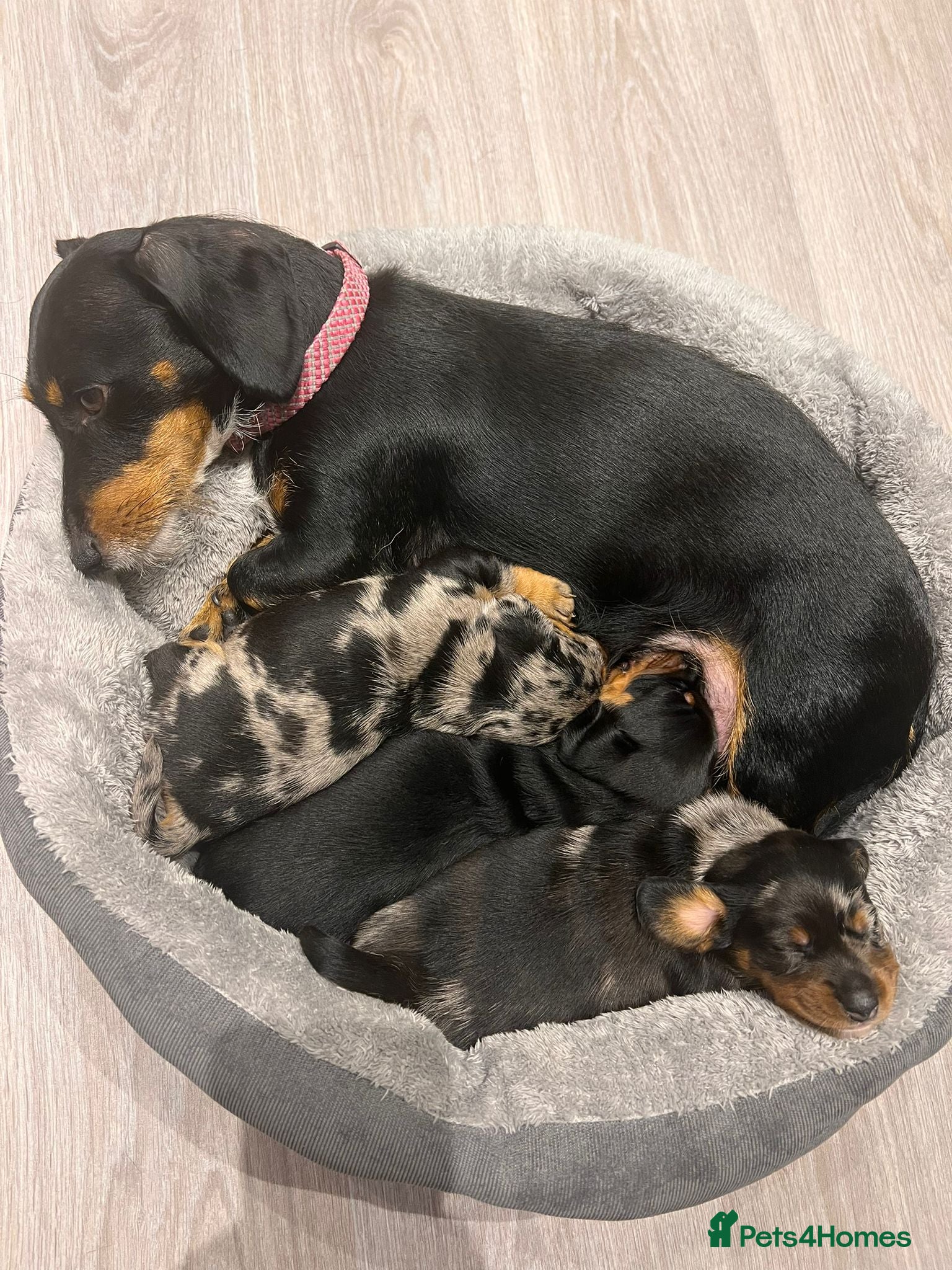 Dachshund dogs Female Merle and Female Black & Tan Dachshund  - Advert 6