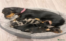 Dachshund dogs for sale: Female Merle and Female Black & Tan Dachshund  - Image 1