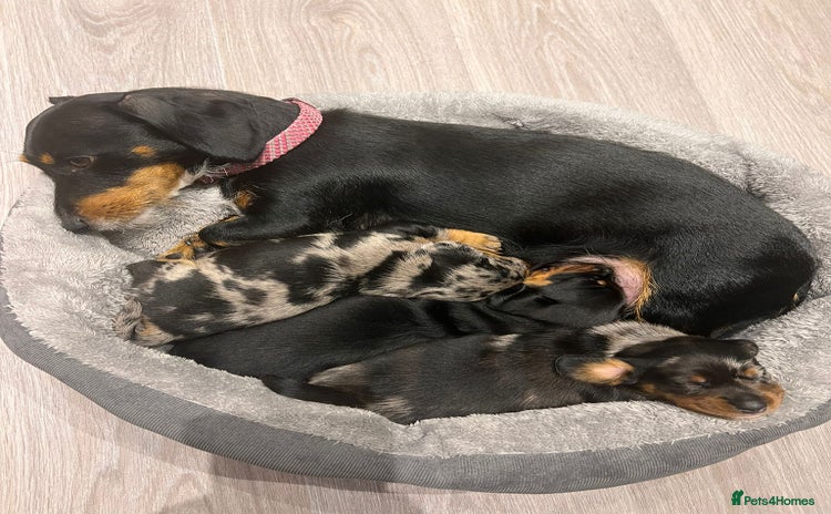 Dachshund dogs - Advert 3
