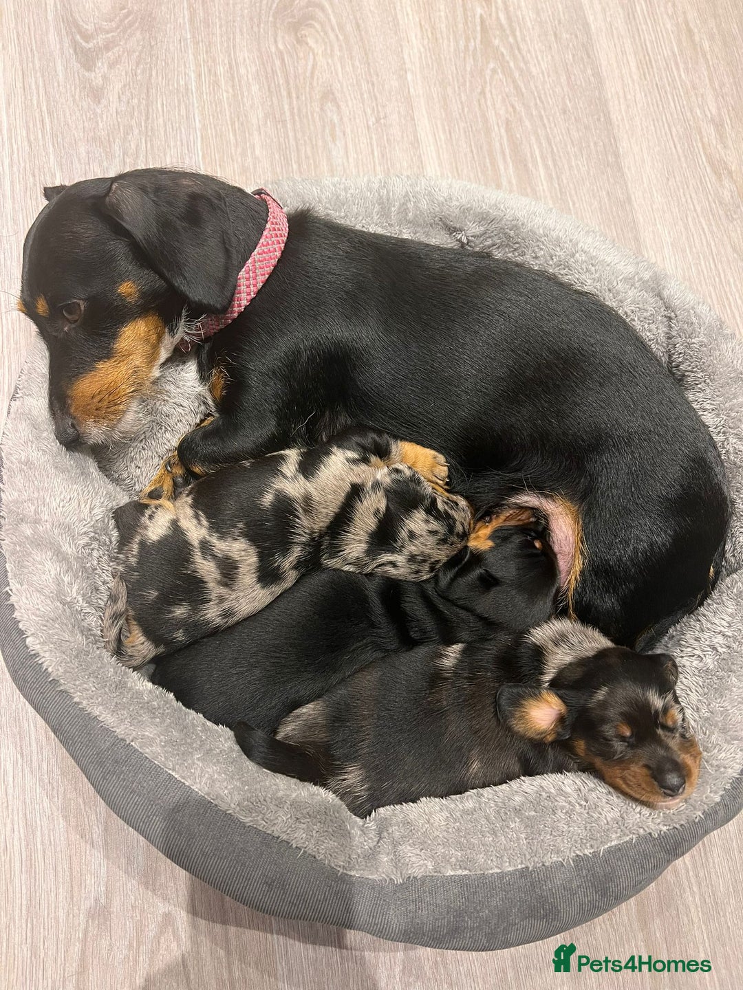 Dachshund dogs for sale: Female Merle and Female Black & Tan Dachshund  - Image 1
