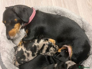 Dachshund dogs - Advert 14