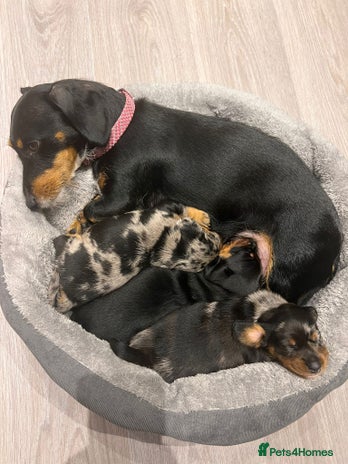 Dachshund dogs - Advert 11