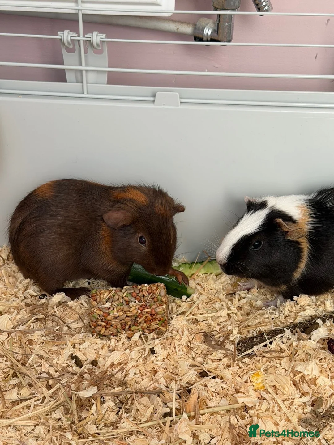 Guinea Pig rodents for sale: guinea pigs  in Calne - Advert 2
