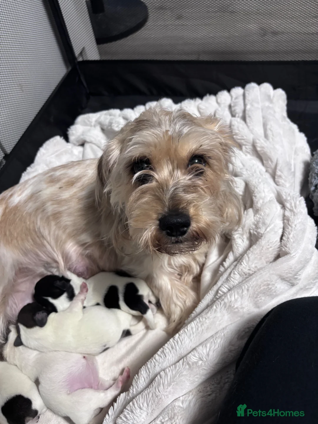 Mixed Breed dogs for sale: Dachshund X Shih Tzu puppies in Runcorn - Advert 2