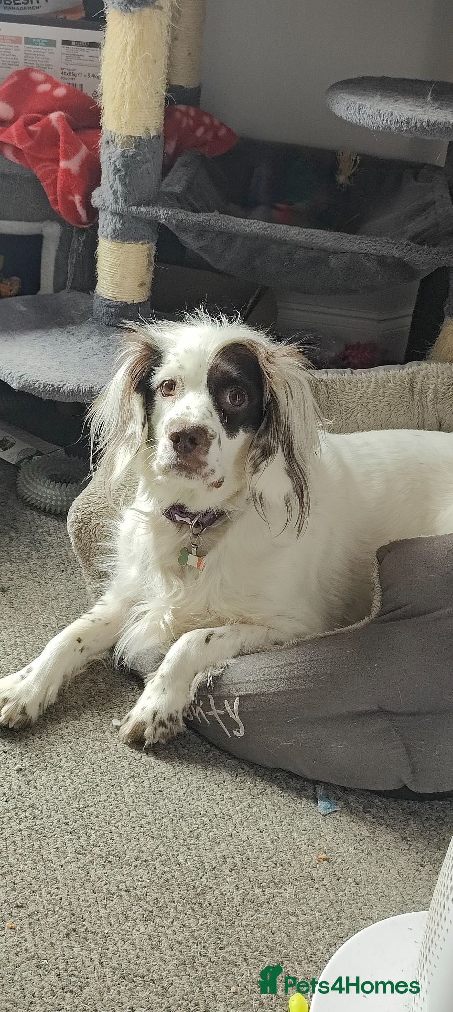 Sprocker dogs Beautiful loved female sprocker - Advert 2