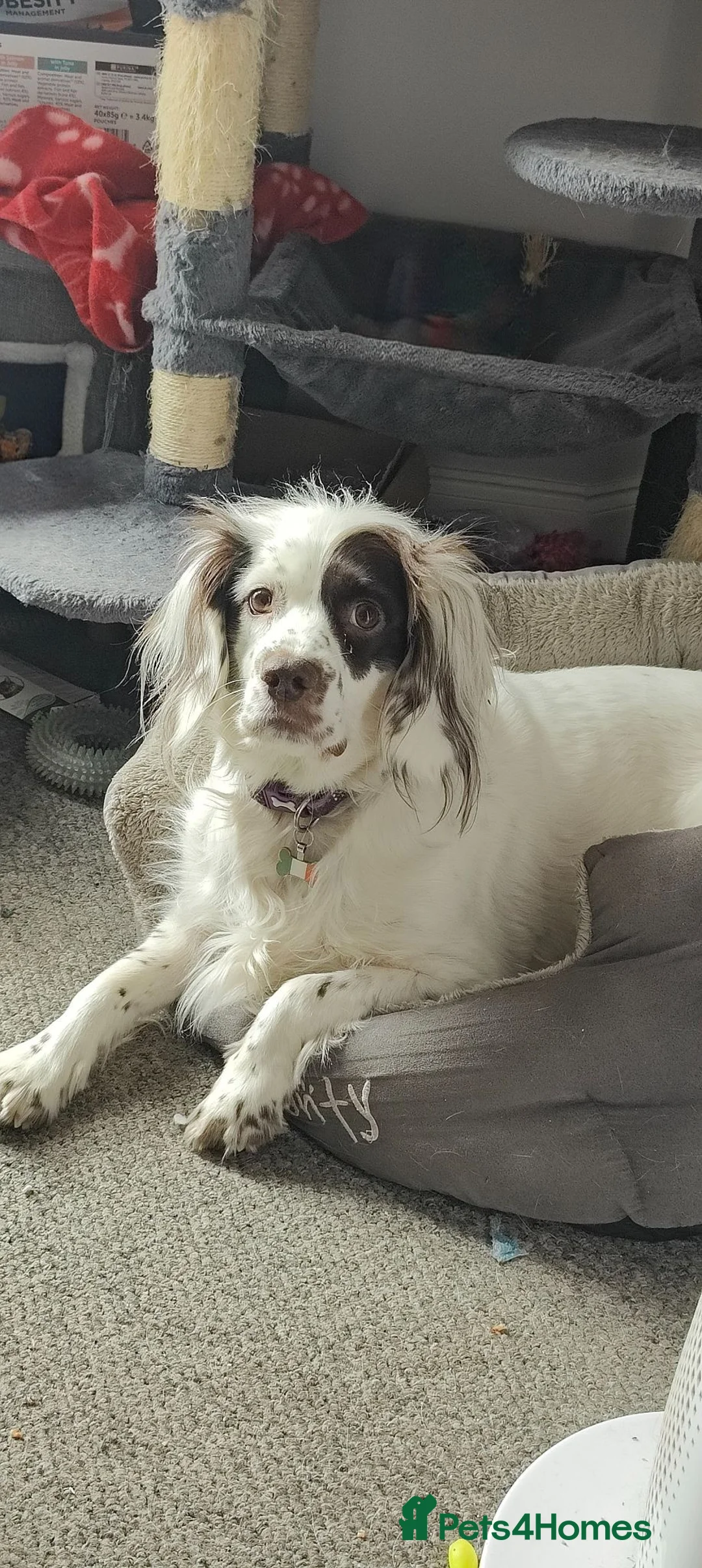 Sprocker dogs for sale: Beautiful loved female sprocker in Chichester - Advert 1
