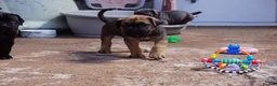 Cane Corso dogs for sale: Quality cane corso puppies - limited available  - Advert 25