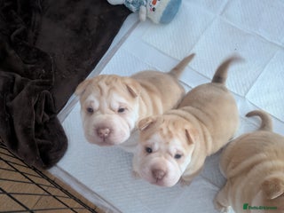 Shar Pei dogs Shar Pei Puppies - Ready 23rd December - Advert 2