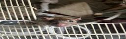 Rat rodents for sale: Rats for rehoming in Wolverhampton - Advert 5