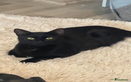 Domestic Shorthair cats for sale: 3 kittens for sale. 2 boys one girl - Image 13