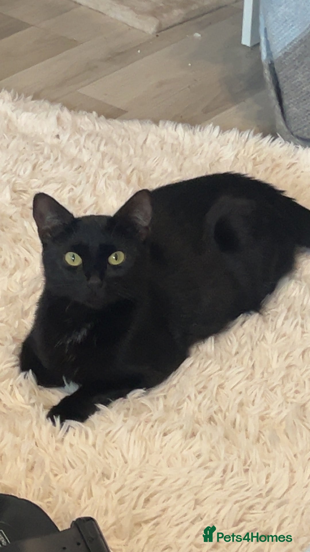 Domestic Shorthair cats for sale: 3 kittens for sale. 2 boys one girl - Image 13