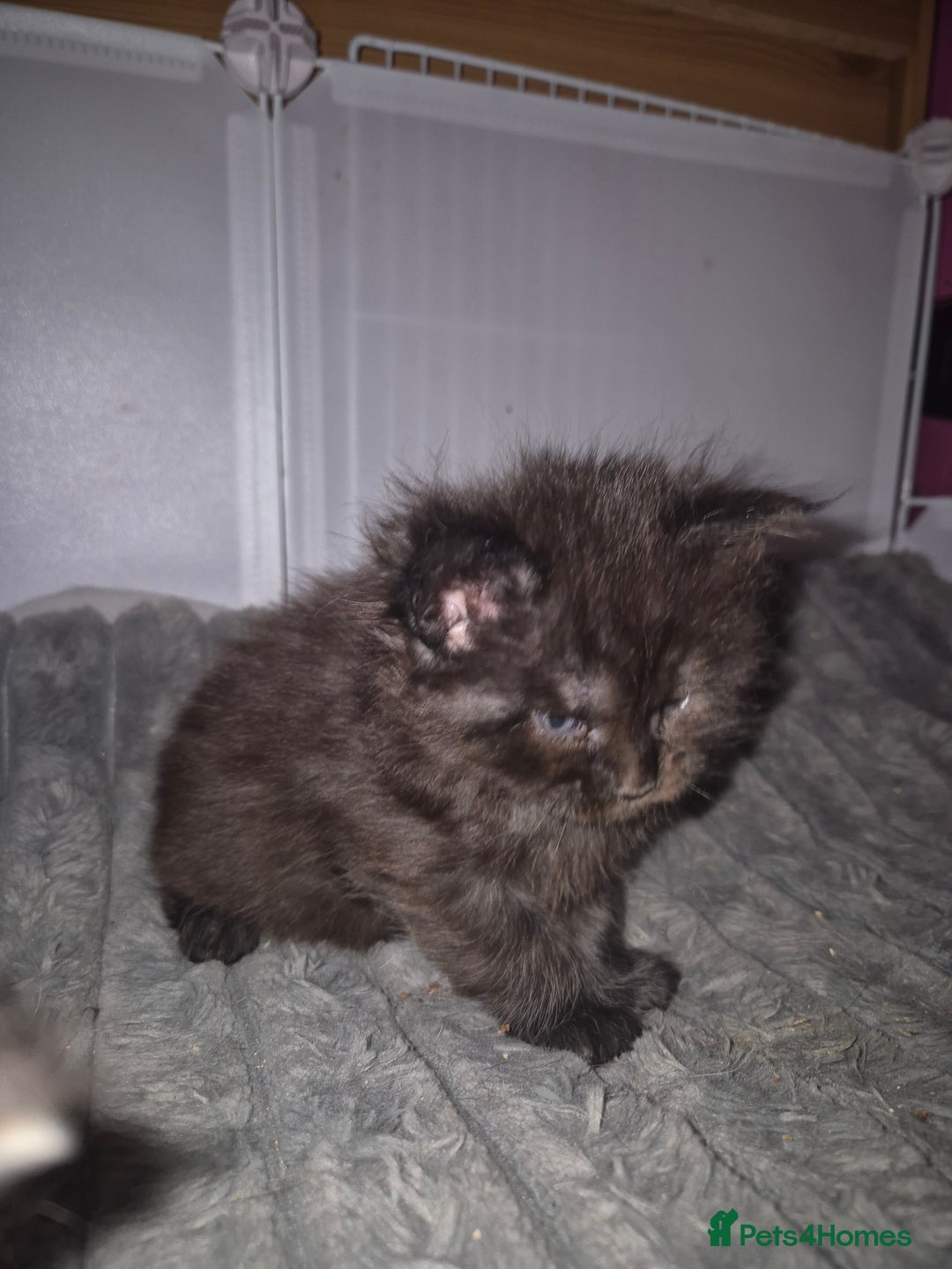 Maine Coon cats for sale: Russian /xxl maine coon - Advert 31