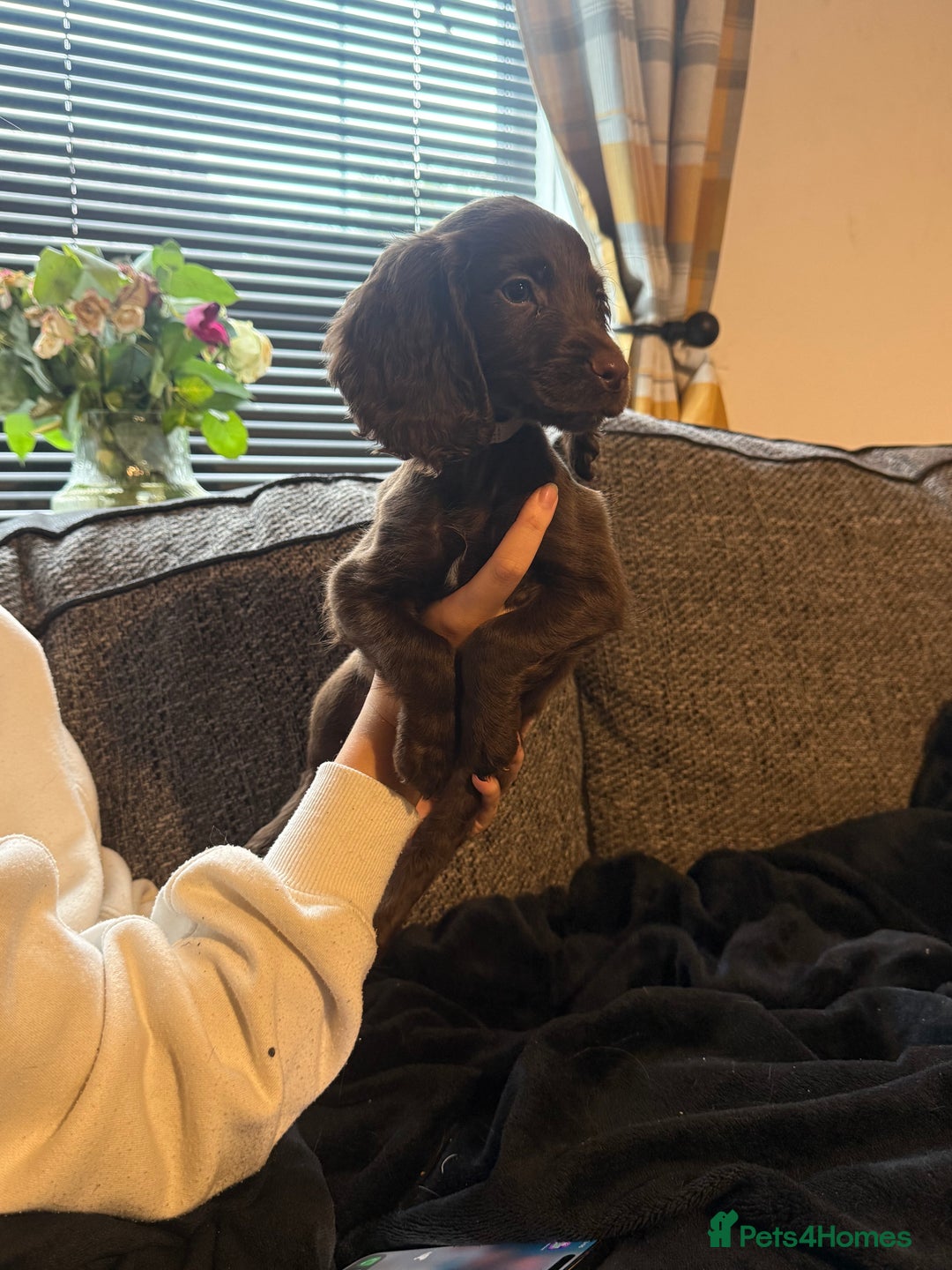Cocker Spaniel dogs for sale: Pure breed cocker spaniels  - Image 7