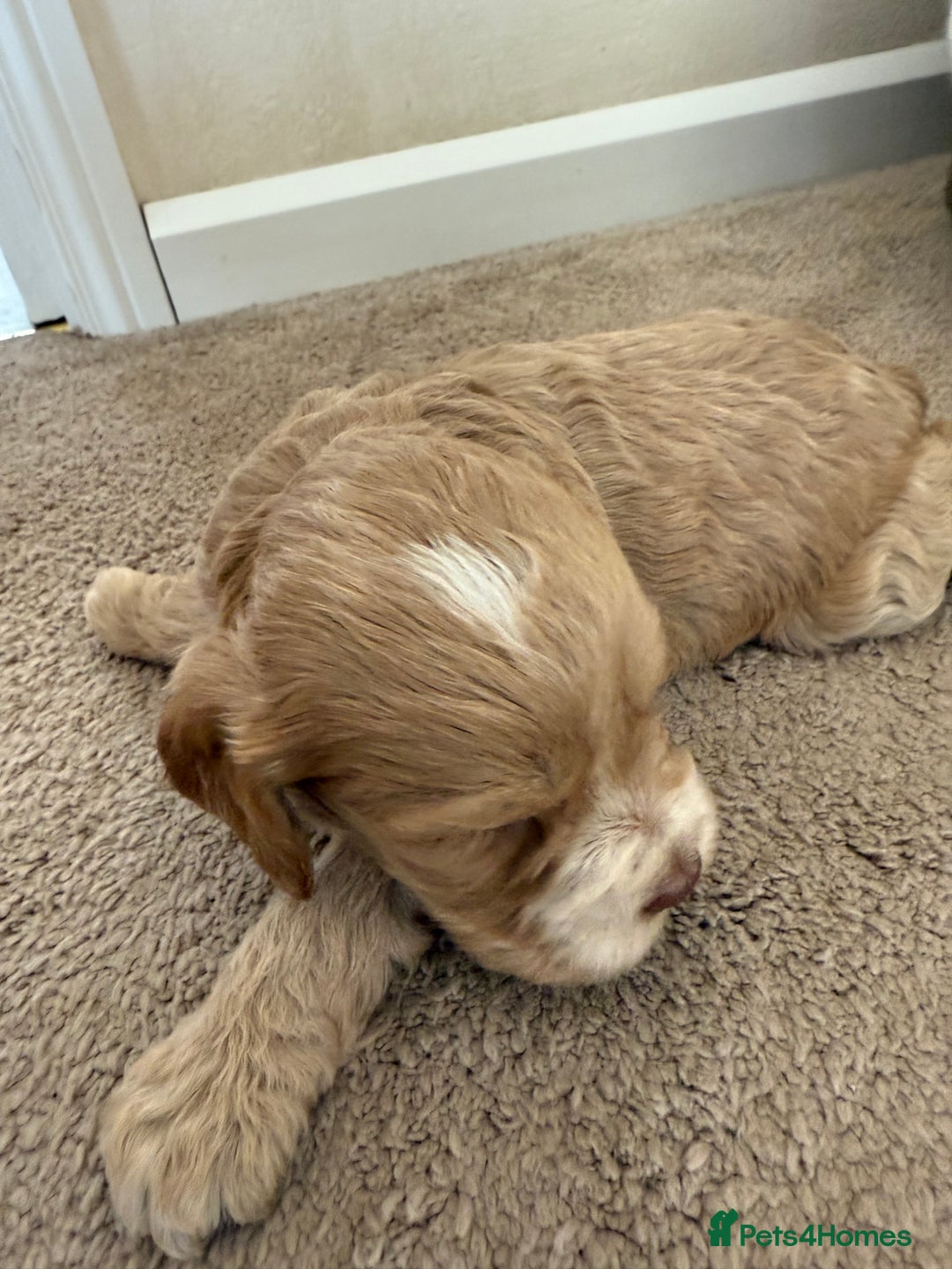 Cockapoo dogs for sale: 8 beautiful cockapoo puppies  - Image 7