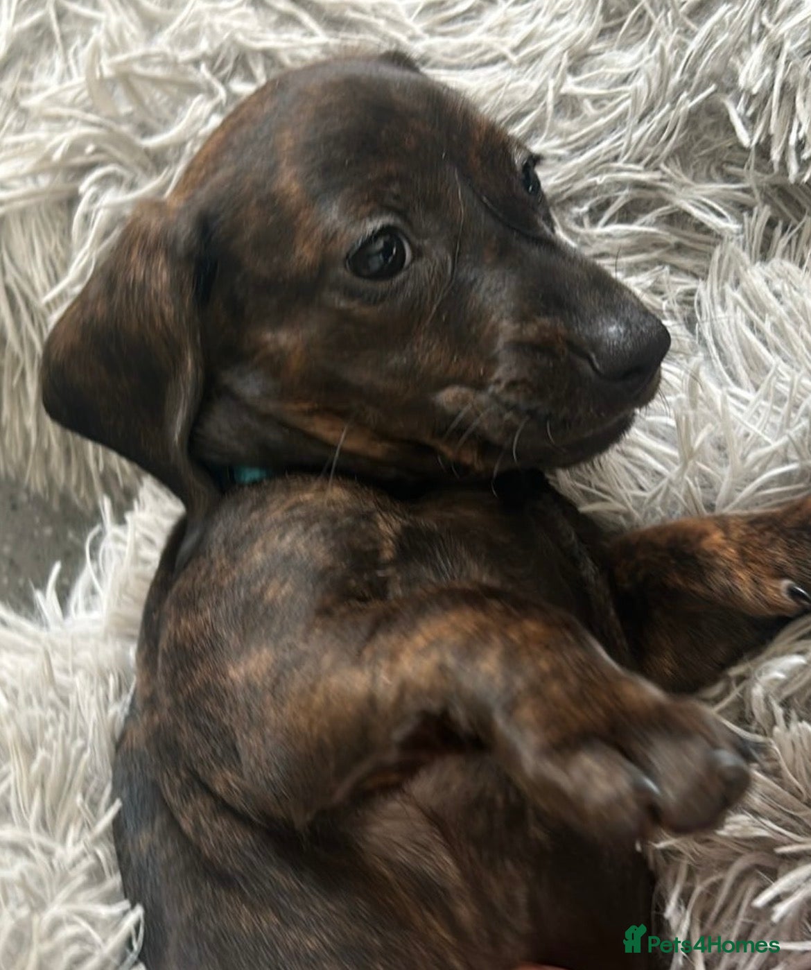 Dachshund dogs JUST 3 GIRLS LEFT!!! STUNNING KC DACHSHUNDS  - Advert 2