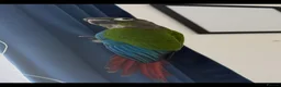 Conures birds for sale: Green cheek conure in Cardiff - Advert 2