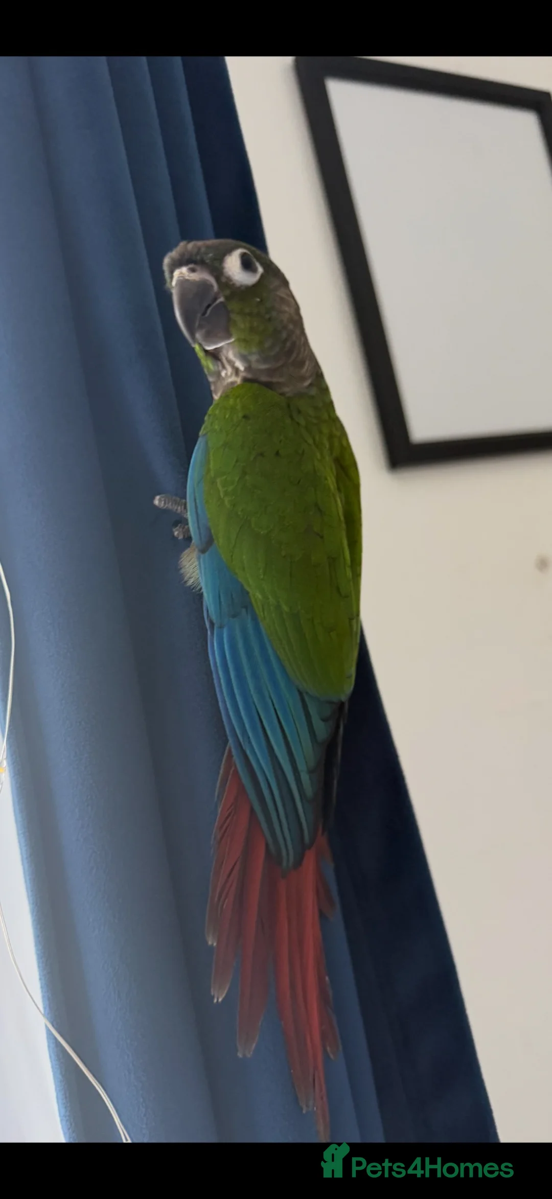 Conures birds for sale: Green cheek conure in Cardiff - Advert 2