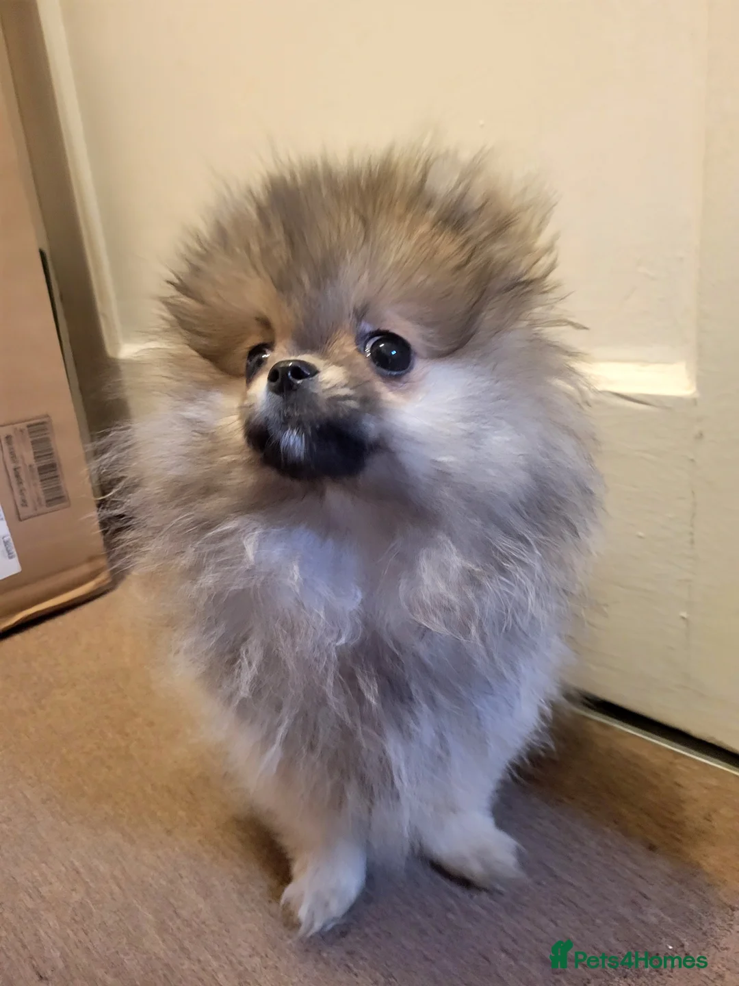 Pomeranian dogs for sale: Beautiful male merl pomeranian KC registered - Advert 4