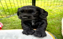 Cocker Spaniel dogs for sale: Cocker Spaniel Purebred Puppies Bitches available - Image 6
