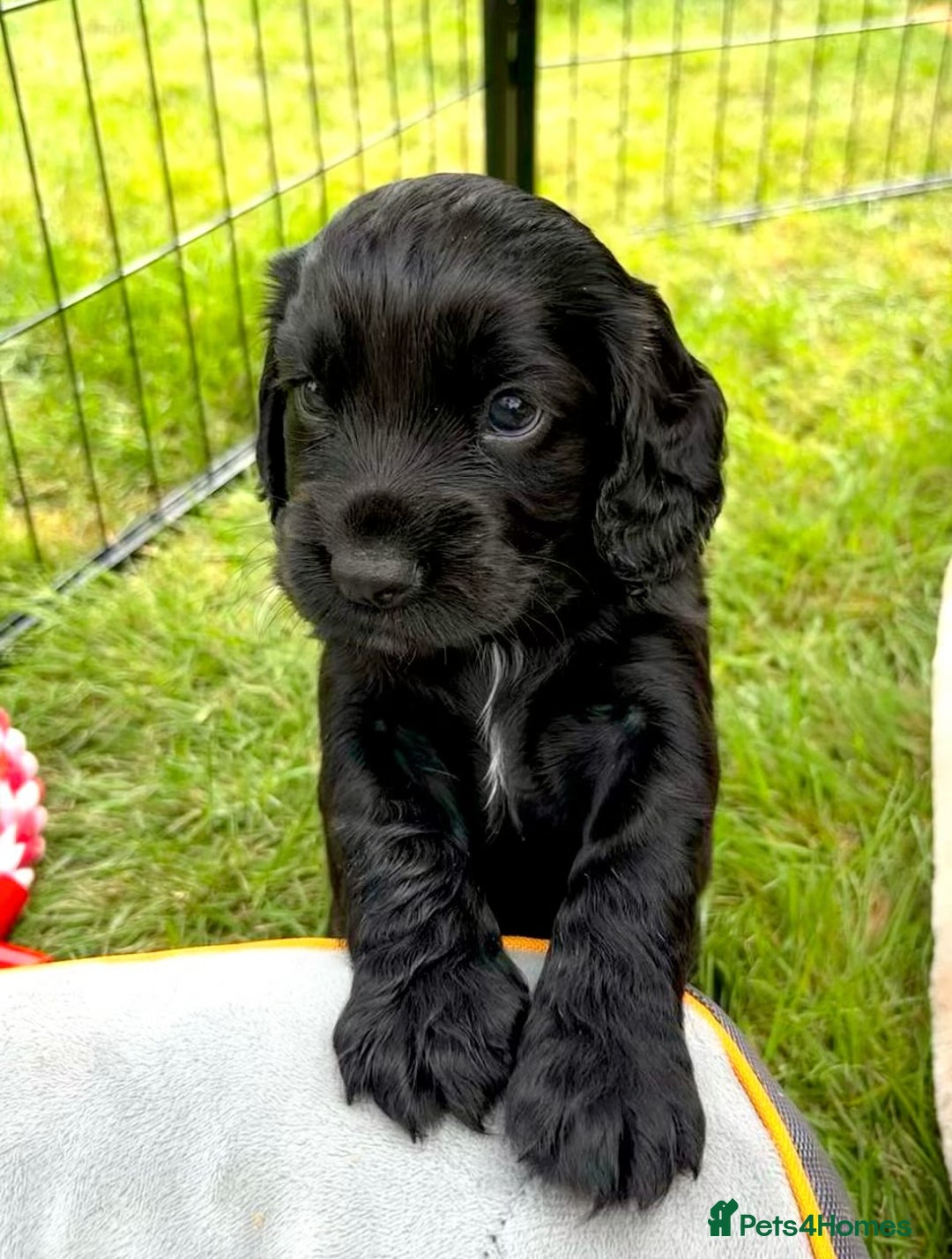Cocker Spaniel dogs for sale: Cocker Spaniel Purebred Puppies Bitches available - Image 6