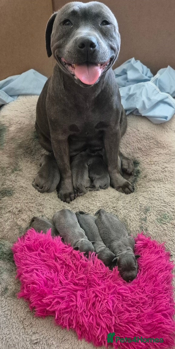 Staffordshire Bull Terrier dogs Family Raised Pure English staffies puppies - Advert 2