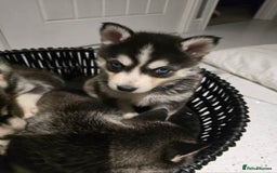 Pomsky dogs for sale: Beautiful F4 blue eyed Pomsky puppies  - Image 6
