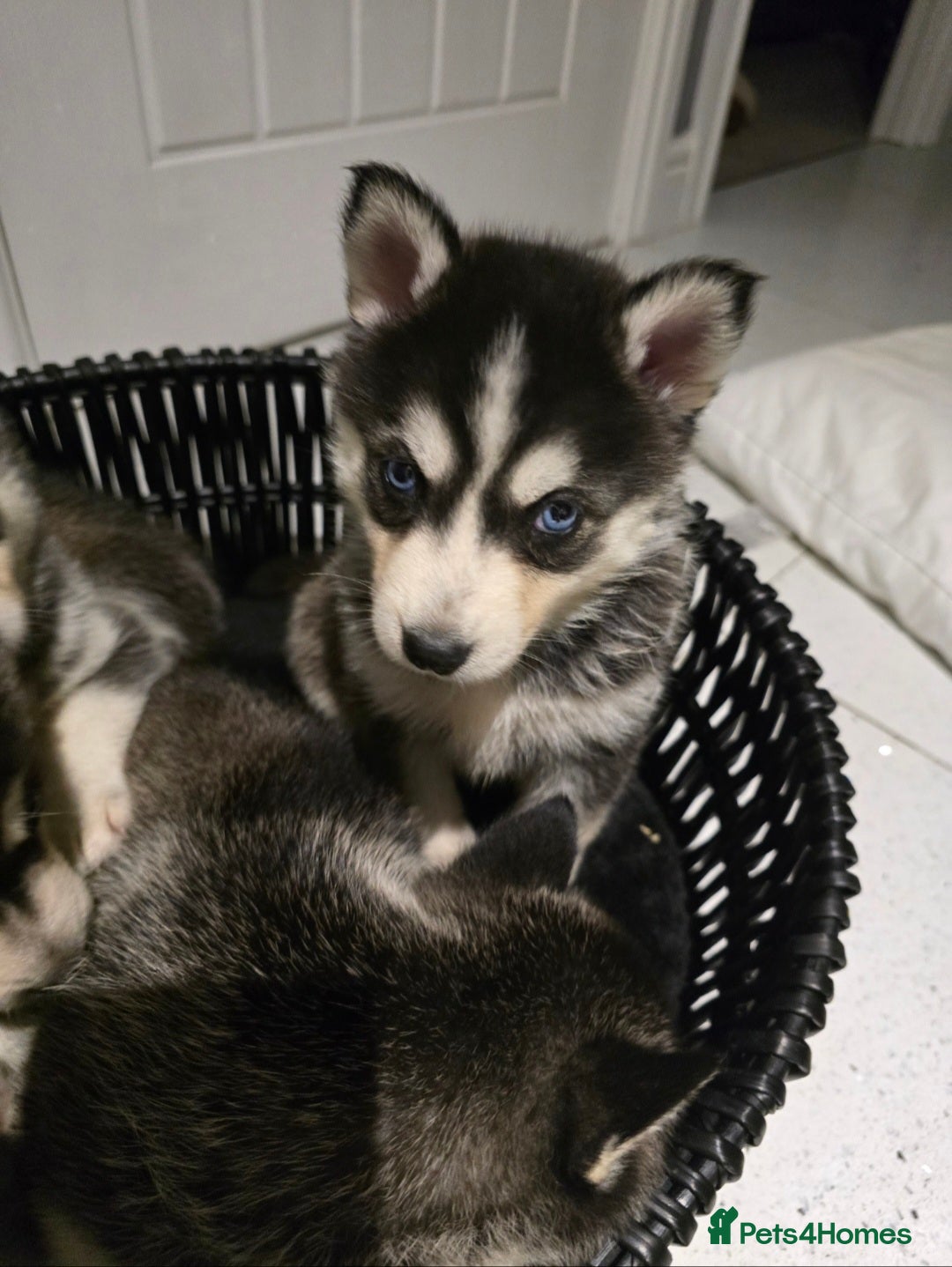 Pomsky dogs for sale: Beautiful F4 blue eyed Pomsky puppies  - Image 6