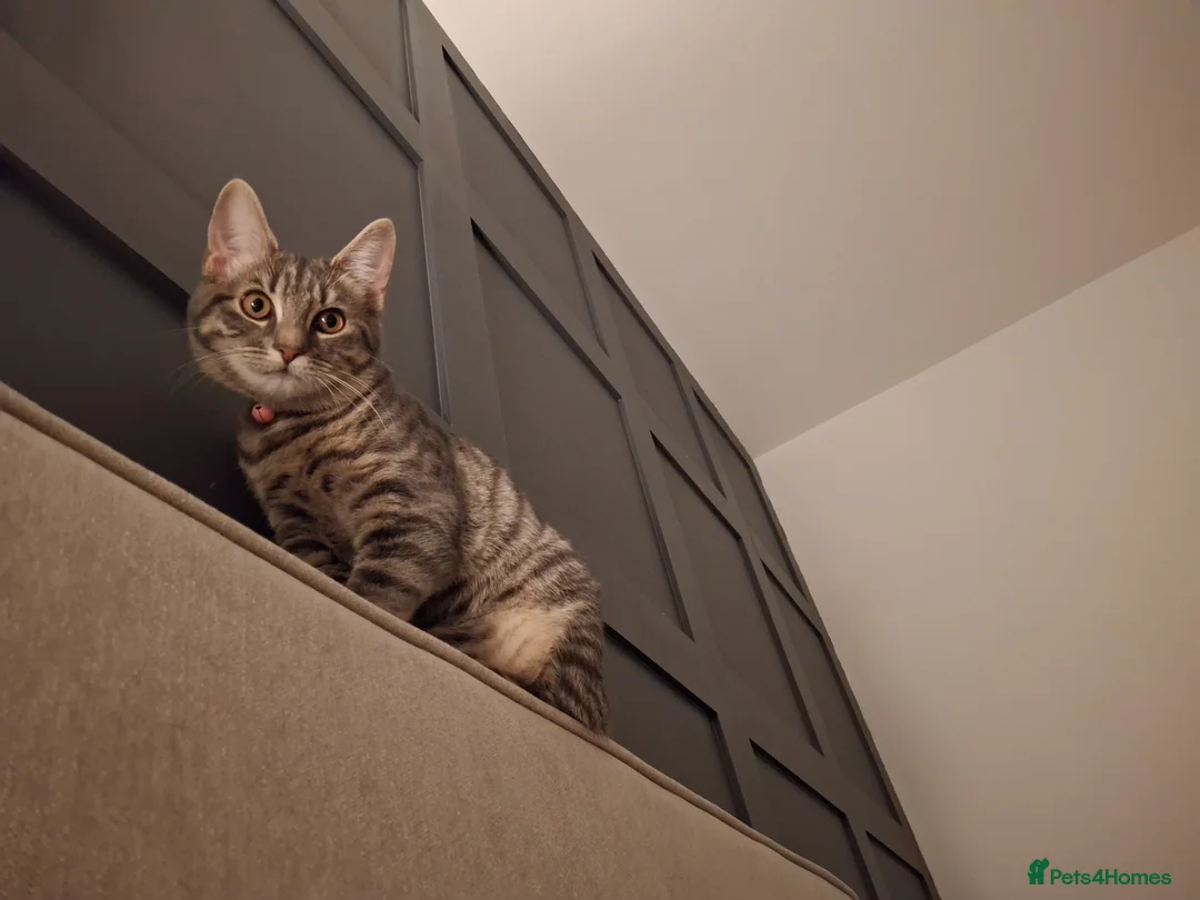 Bengal cats for sale: 2 yr old cat in Wallasey - Advert 1