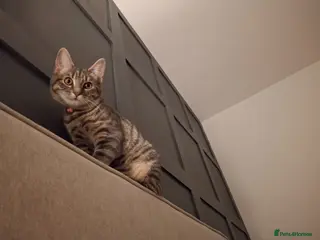 Bengal cats 2 yr old cat - Advert 2