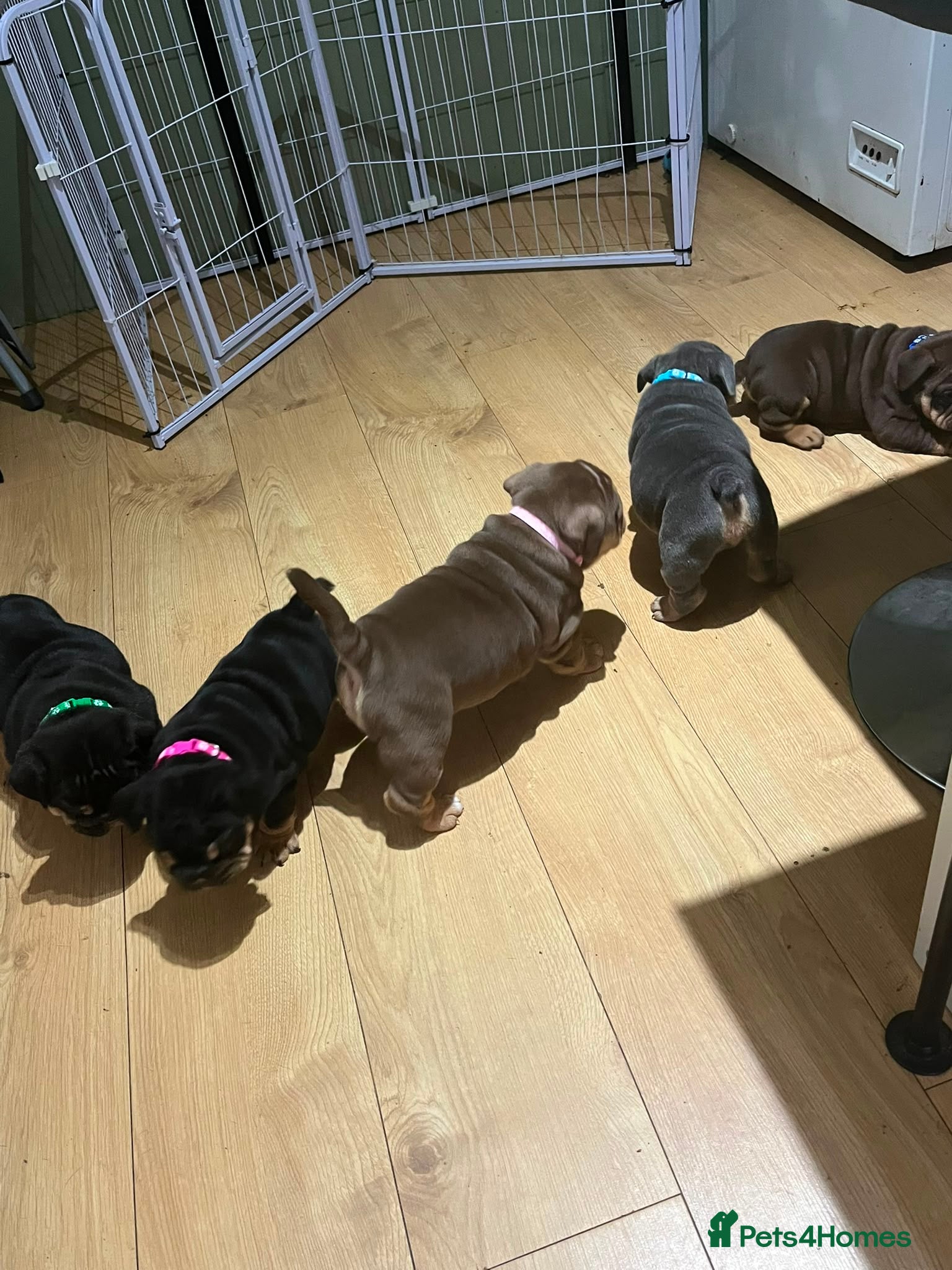 Olde English Bulldogge dogs Old English x English Bulldog puppies - Advert 1
