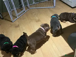 Olde English Bulldogge dogs Old English x English Bulldog puppies - Advert 1