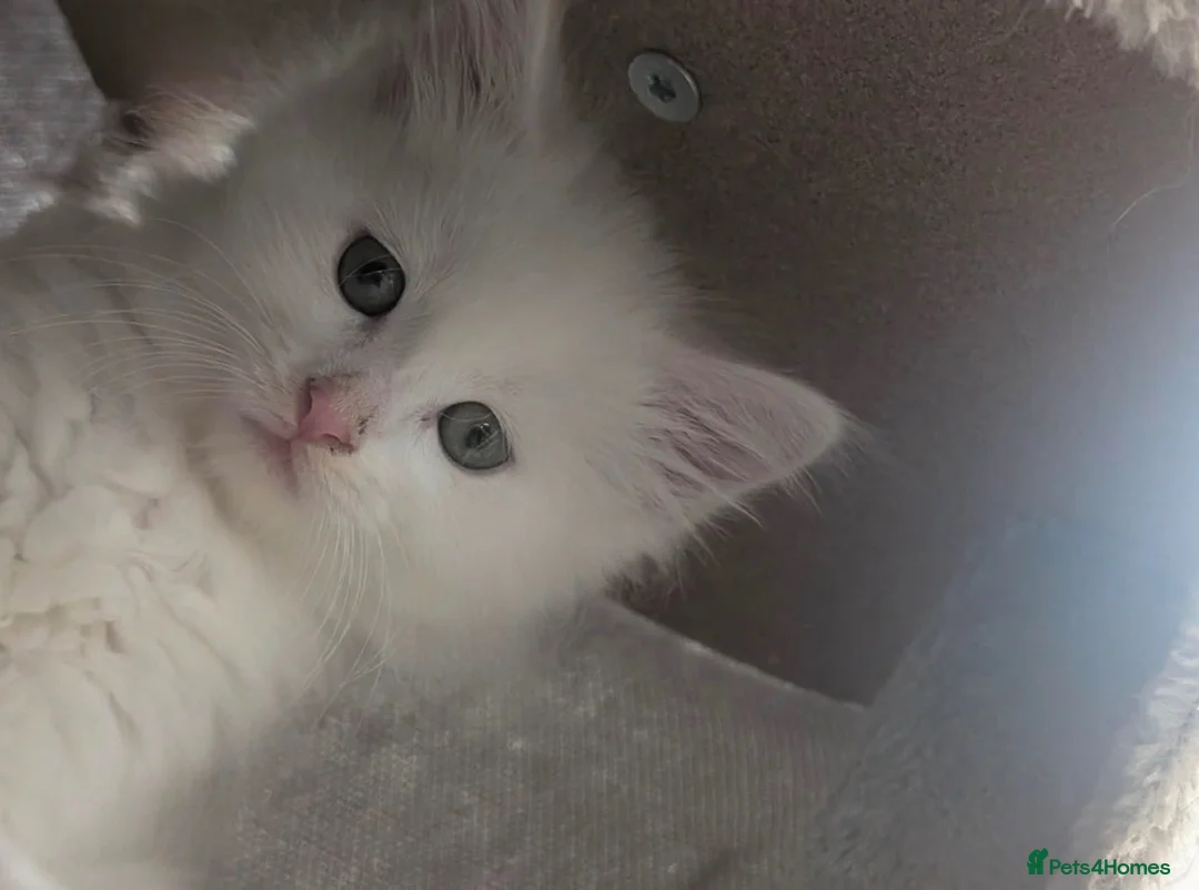 Maine Coon cats for sale: Maine coon X in Taunton - Advert 2