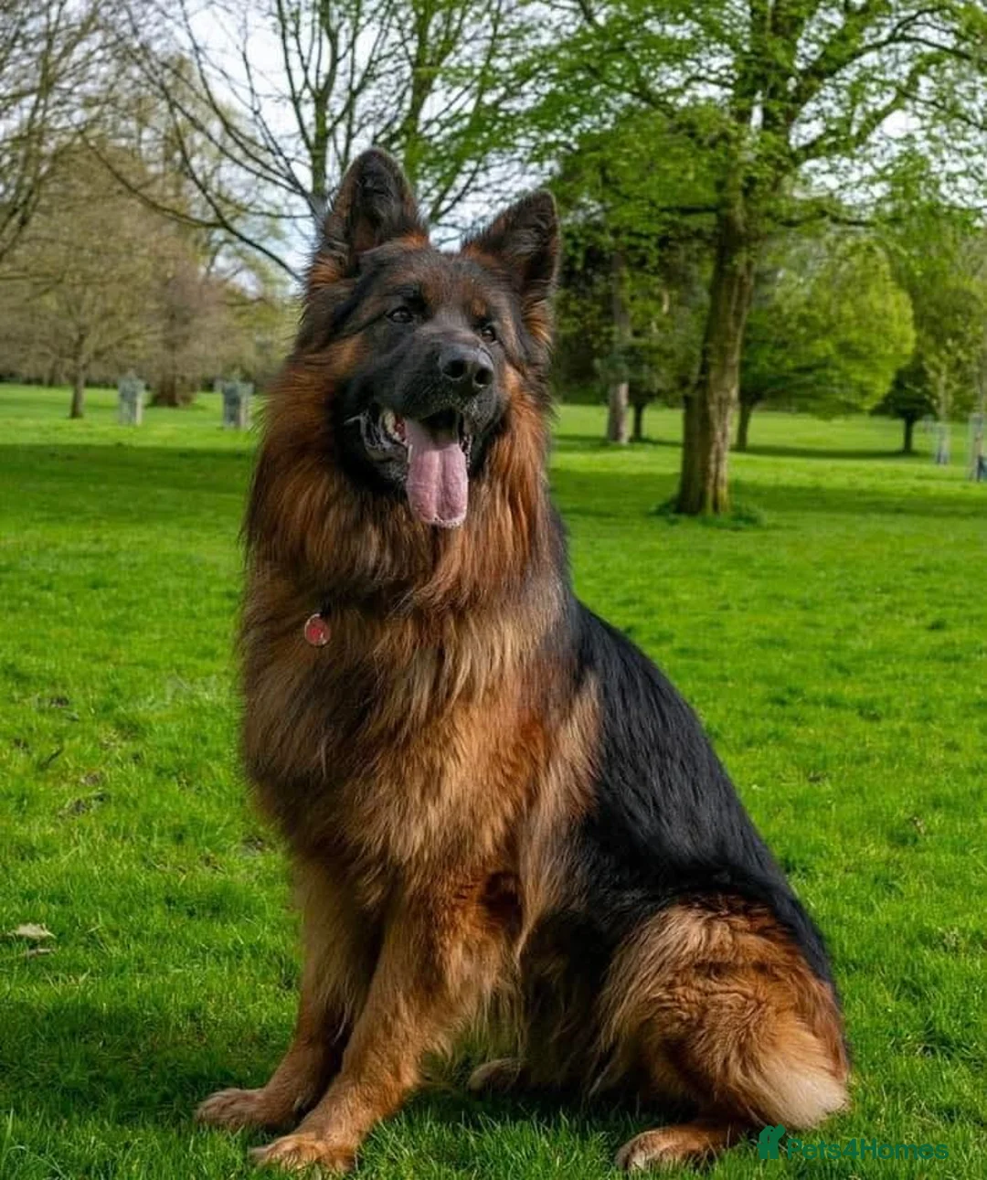German Shepherd dogs for sale: German Shepherd  - Advert 3