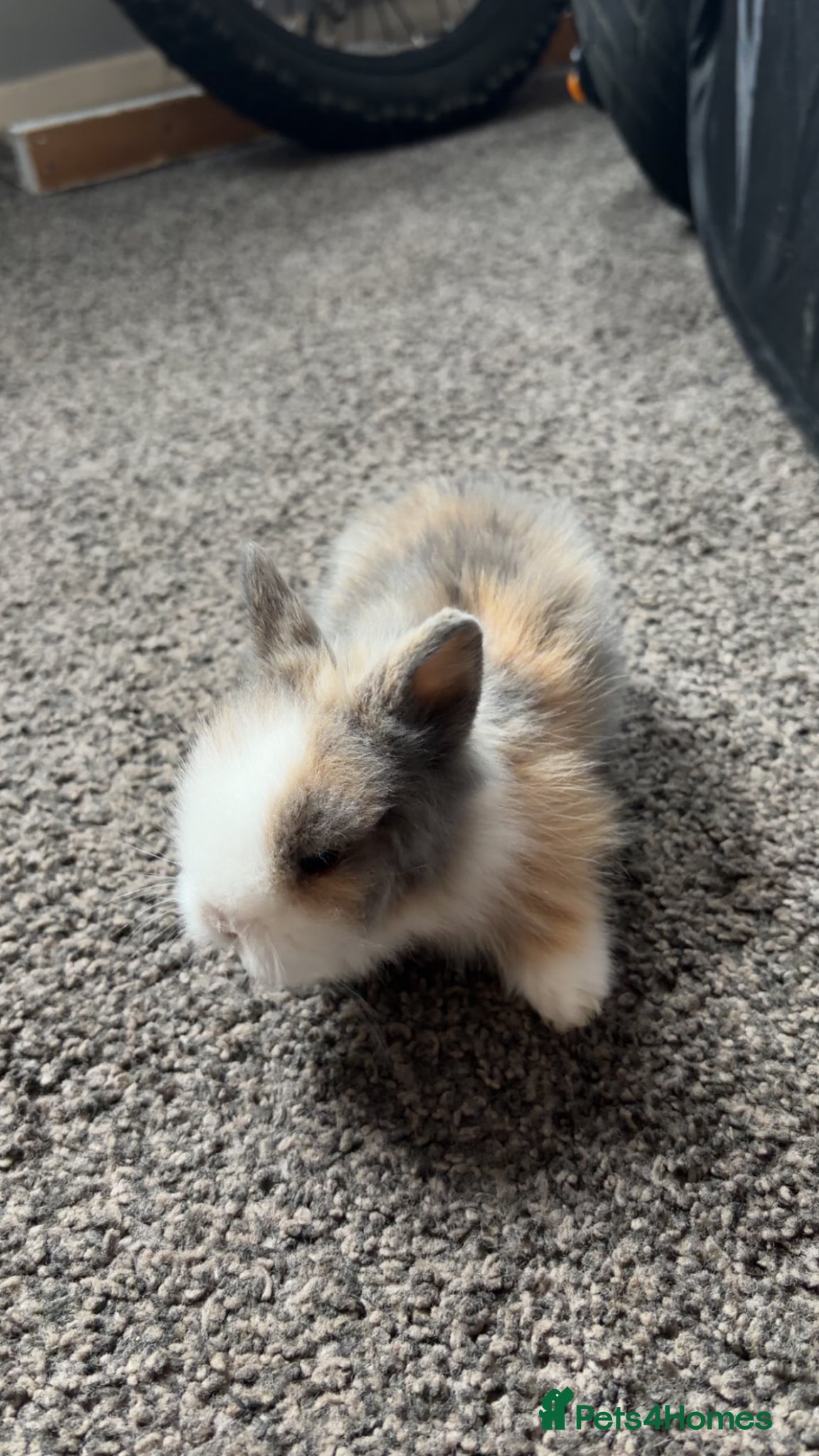 Lionhead rabbits Lionhead heads for Sale  - Advert 1
