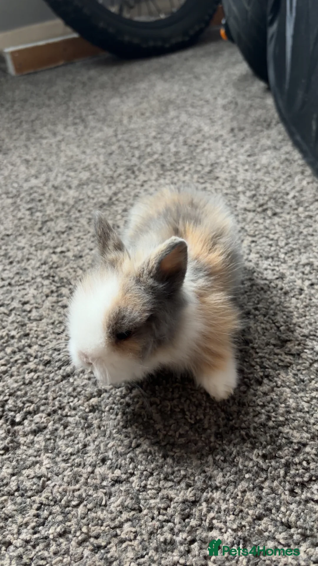 Lionhead rabbits for sale: Lionhead heads for Sale  in Bradford - Advert 1