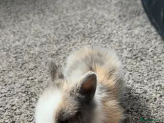 Lionhead rabbits Lionhead heads for Sale - Advert 3